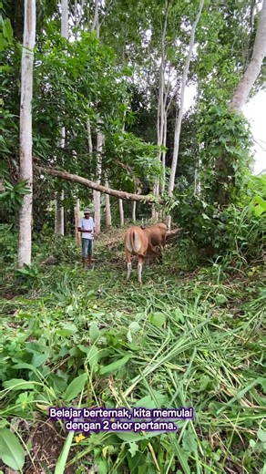 Cara Sukses Peternakan Sapi di Indonesia