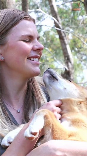 Meet Our New Dingo Puppy! 🌶️