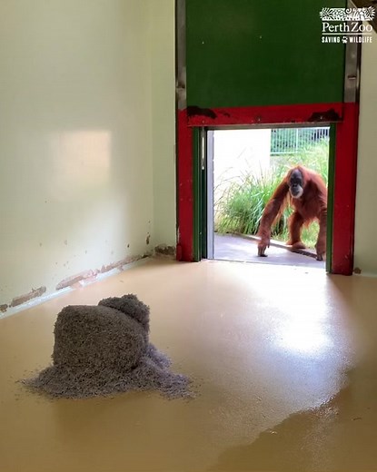 Shredded Paper Fun with Orangutans at Perth Zoo