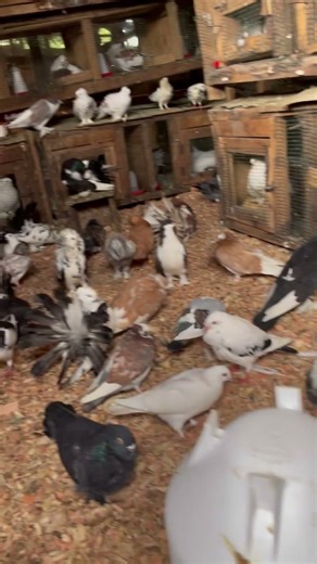 Pigeon coop built in local materials #racingpigeon #pigeon #birds #bird