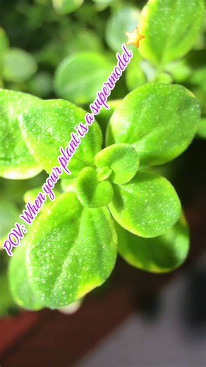 Tiny leaves. Loud aroma. 🌿✨ Lemon thyme is one of those ingredients that reminds us ROOTED was never meant to feel artificial. Fresh, bright, herbal, alive. From balcony garden experiments to future formulations — every plant teaches us something. ROOTED isn’t just haircare. It’s cultivation. 🪴 #ROOTED #LuxuryApothecary #HerbalHaircare #GardenToBottle #PlantTok