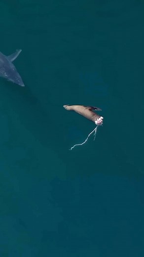 21K views · 1.3K reactions | See Food Diet  by @evanb_ocean aboard...