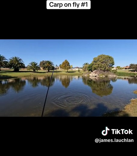 #carp #carpflyfishing #carponfly #koifshing #flyfishing #sagereels #sagerods #00wtfly #floatingline #hybridwormfly #pondflyfishing #fishingpond #gopro #catchandrelease #sightfishingcarp #sightfishing @GoPro