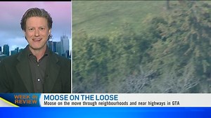 1.2K views | Moose on the loose, Grey Cup weekend and more on this Week in Review. | CTV News Channel | Facebook