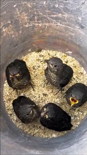 "The Aerial Acrobat: Exploring the Common Swift"