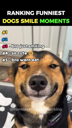 DOGS WITH THE CUTEST SMILES EVER 😍 #ranking