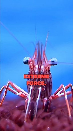The Pistol Shrimp Creates Shockwaves Hotter Than the Sun’s Surface