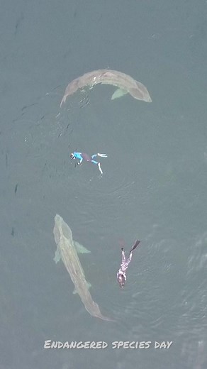 17K views · 456 reactions | Today is #endangeredspeciesday and we...