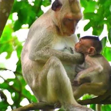 The little monkey got angry and cried after its mother withheld milk