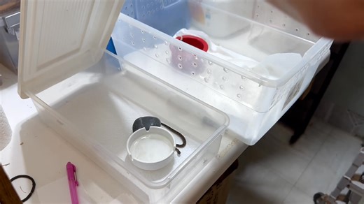 Ocellated saw scale vipers ( Echis ocellatus) born on venom production line. Venom used in antivenom production. | Kentucky Reptile Zoo