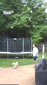 91K views · 556 reactions | A New York man walking his dog was almost shocked when a lightning bolt struck a nearby tree, startling them both. https://abcnews.visitlink.me/qweCbA | ABC News | Facebook