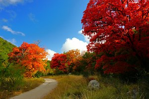 Fall foliage at Lost Maples? Here's what to know before you go.