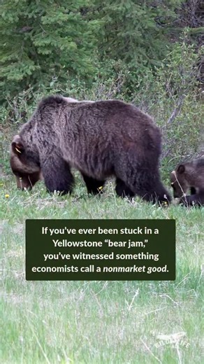 For decades, state wildlife agencies have valued wild animals almost exclusively through one narrow lens: how much revenue they generate through hunting and trapping licenses. New research out of Yellowstone shows just how incomplete and outdated that approach is. A joint USGS-NPS study found that each individual Yellowstone grizzly bear contributes roughly $46,000 every year to the local economy through wildlife viewing alone. Black bears contribute about $15,000 per bear annually. Both generat