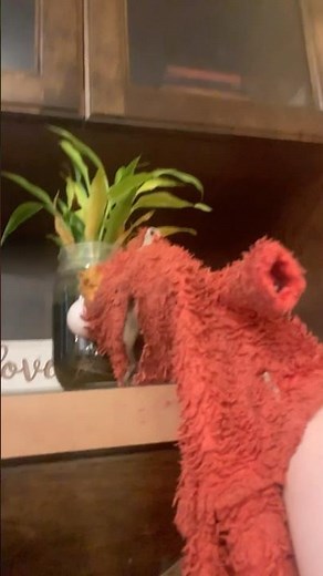 elmo world dorothy bathtime question and mr noodle