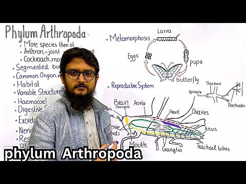 Phylum Arthropoda | General characteristics of phylum Arthropoda | class 11