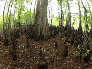 Cypress Trees and Knees