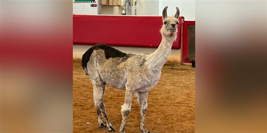Llama living at camp for children with serious illness is crowned oldest living llama