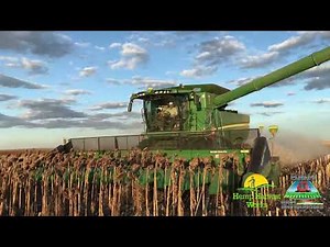 SuperCrop® Row Crop Header - Sunflower Field