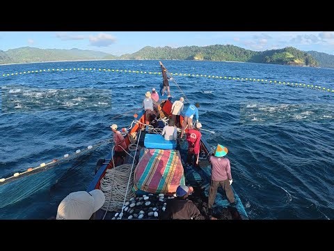 Purse seine net, Indonesian fishermen catch a lot of fish, the fishermen's catch is extraordinary