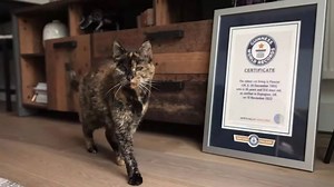 Flossie, world’s oldest cat, is nearly 27 years old