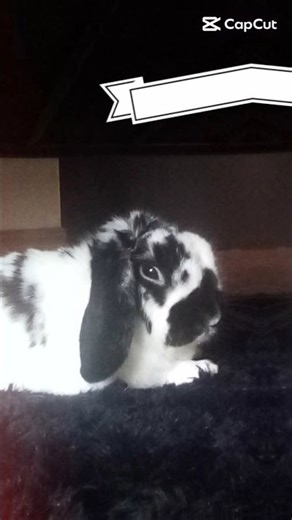 Thumper is calling #pets