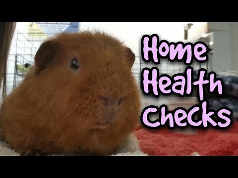 Guinea Pig Home Health Check