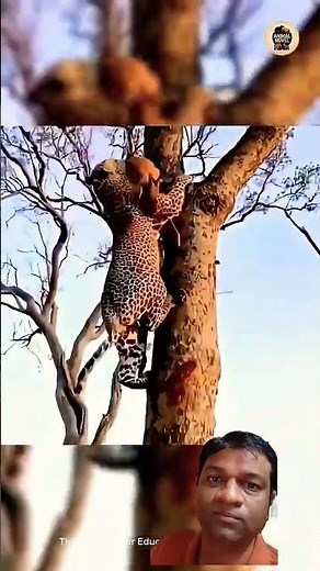 Strong Leopard Climbing Up A Tree With Its Prey | Predator Perspective | Love Nature."