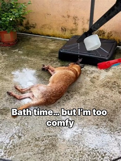 Comfy Dog's Hilarious Bath Time Experience