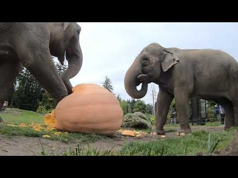 One Hour Of Elephants Squishing And Crunching Giant Pumpkins
