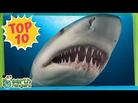 Top 10 Scariest Animal Teeth! | Earth Rangers