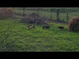 Training Rabbit dogs in the starter pen | 15week old Puppy's