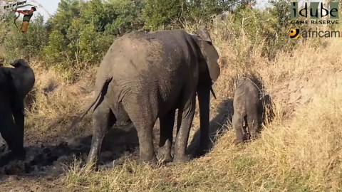 Elephants Disturb Sleeping Hippo!