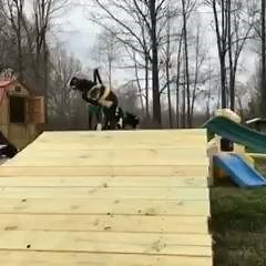 5.5K views · 66 reactions | Baby goats in sweaters ❤️ | Omigu | Facebook