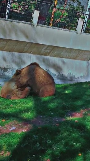 Adorable Baby Bears Playing in the Zoo | Cutest Moments Ever! 🐻🍃