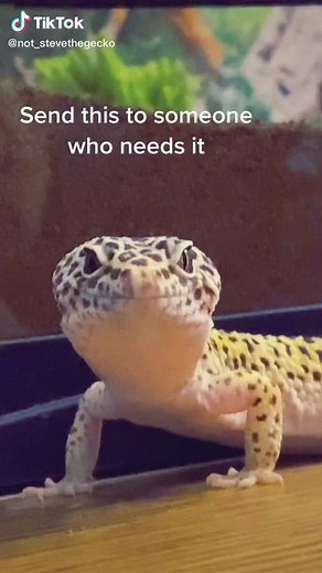 Adorable Leopard Gecko Dancing Compilation
