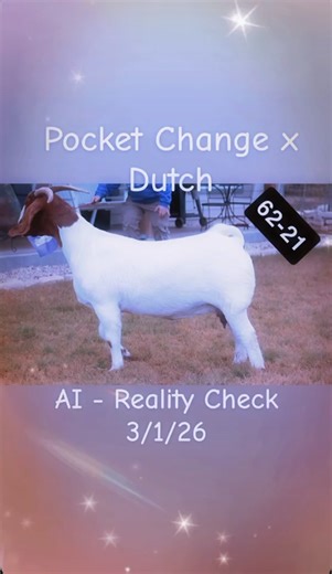 We have never had much desire to sell bred does because bred does were only a short distance away from giving us live babies. The demand has been high for us to have a bred doe sale for several years now, so when we made the decision to move forward, we both decided it had to be does that have worked for us right from the heart of our program. This is an incredible set of does bred to some of the best bucks in the industry and some of our best bucks. Save your Christmas Stocking money for the Ne