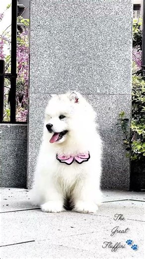 Bow-Tie Fluff 🎀🐾 #FluffyStyle #PuppyCute #AdorableDogs