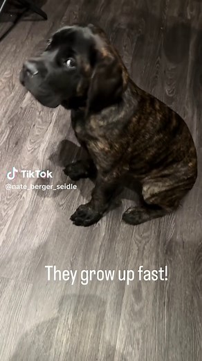 English Mastiff Puppy Growth: Giant Breed Changes Fast