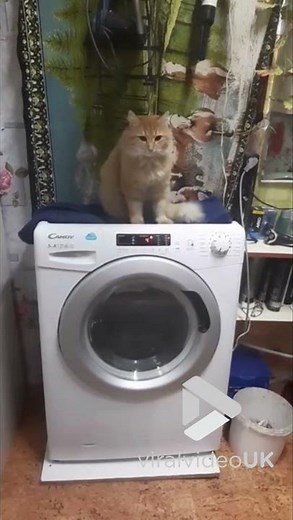 Cat sits and shakes on washing machine || Viral Video UK