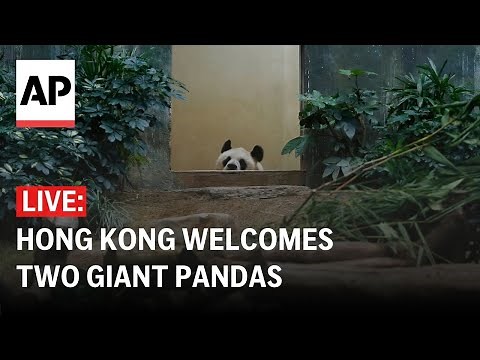 LIVE: Two giant pandas arrive in Hong Kong