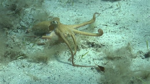 8.6K views · 84 reactions | Octopuses can use any of their arms to perform tasks, but tend to use a particular arm, or arms, for specific tasks, according to a study in Scientific Reports. Link to the research in the comments. | Nature Portfolio | Facebook