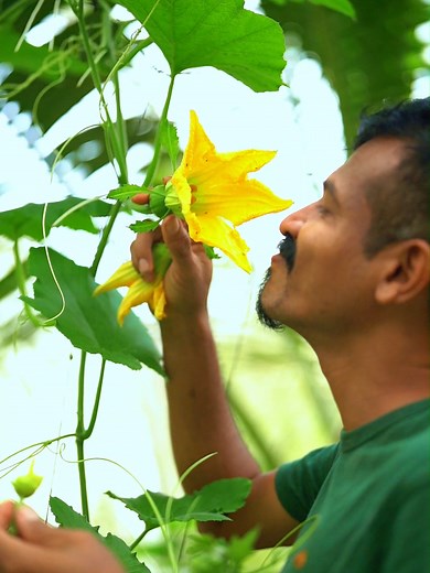 Pollinating Pumpkin: How to Successfully Pollinate Your Pumpkin Plants