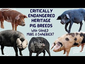 Critically Endangered Heritage Pig / Hog Breeds - Who Should Make a Comeback?