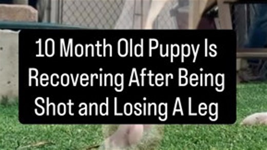 10-month-old puppy is recovering after being shot and losing a leg