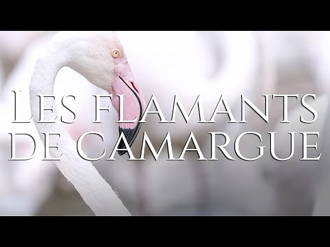 Les Flamants de Camargue