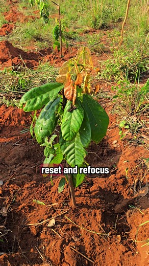 Cocoa: West Nile’s economic lifeline | Monitor https://share.google/GQqTrfhyir0j2MNwX #Agriculture #MadiOkollo #WestNileUganda #CocoaFarming #SustainableFarming