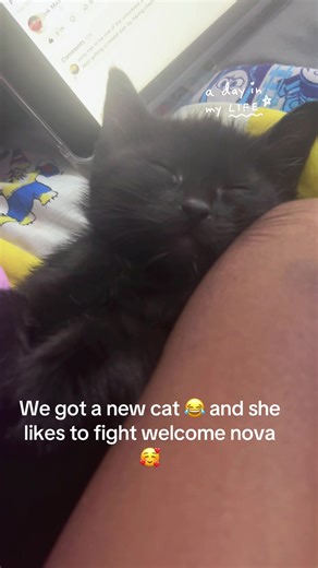 Queen Net (@queennet6)’s videos with som original