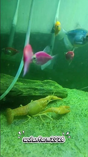 Beautiful Freshwater Lobster Exploring the Aquarium 🦞✨