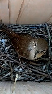 Will this Wren ever finish her nest? 🪹🤔 #wildlife #birdwatching #nature #birdhouse #birds | Nest Box Live