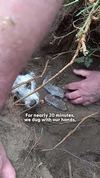 Lost Dog Found Buried In A Rabbit Hole Finally Goes Home | The Dodo
